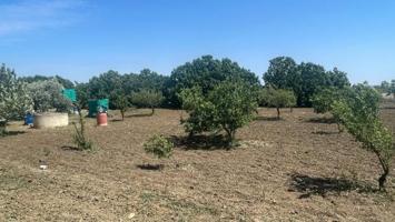 Terreno en venta en Chiclana de la Frontera, Borreguitos photo 0