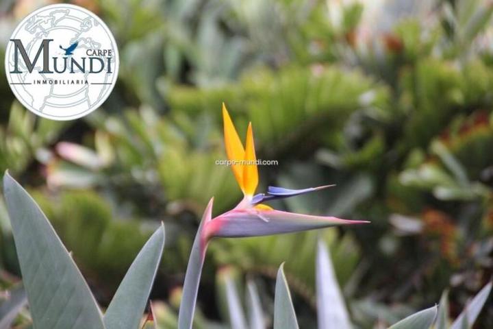 Terreno en venta en Güimar photo 0