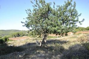 Terreno en venta en Cubelles, Corral d´en Cona photo 0