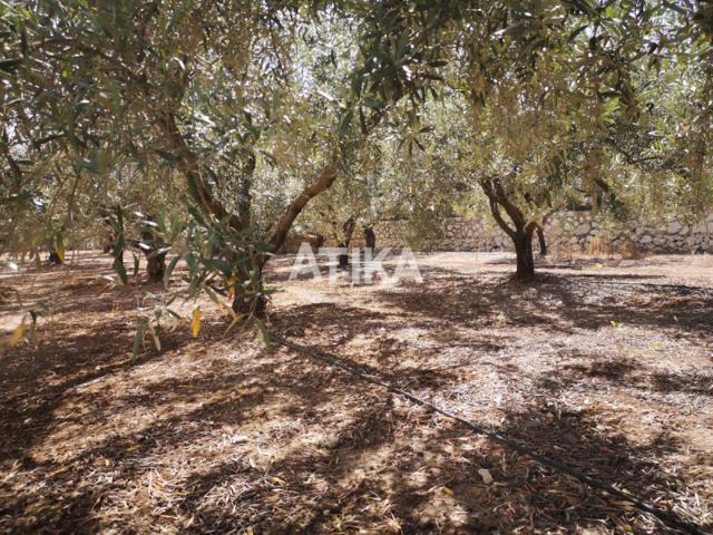 Terreno en venta en Ontinyent, Cami la Polvora photo 0