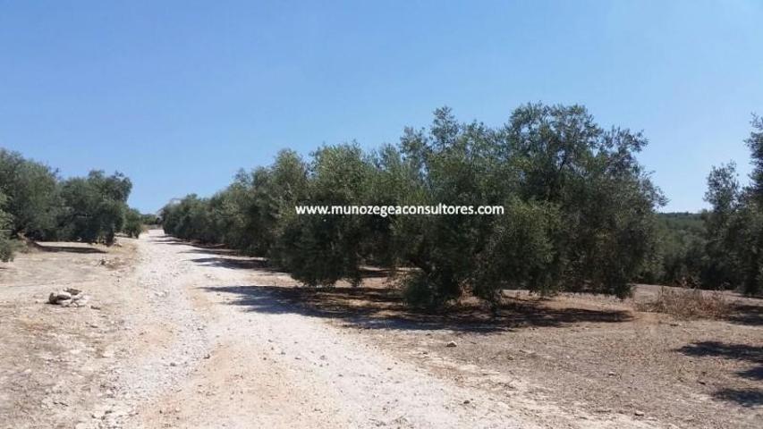 Terreno en venta en Lucena photo 0
