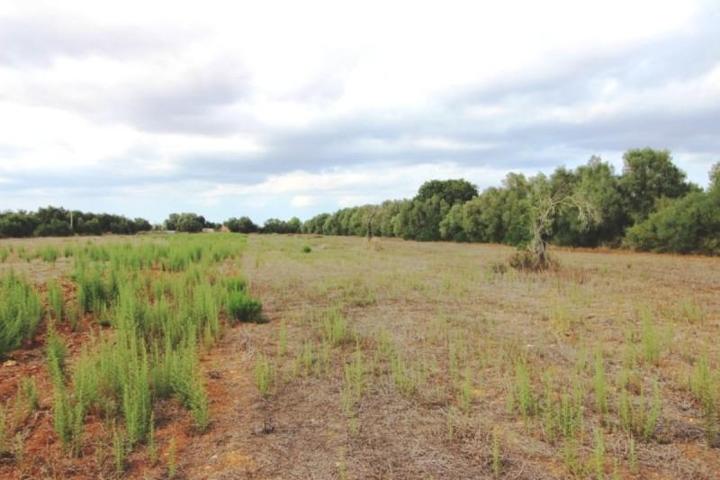 Terreno en venta en Felanitx, Son mesquida photo 0