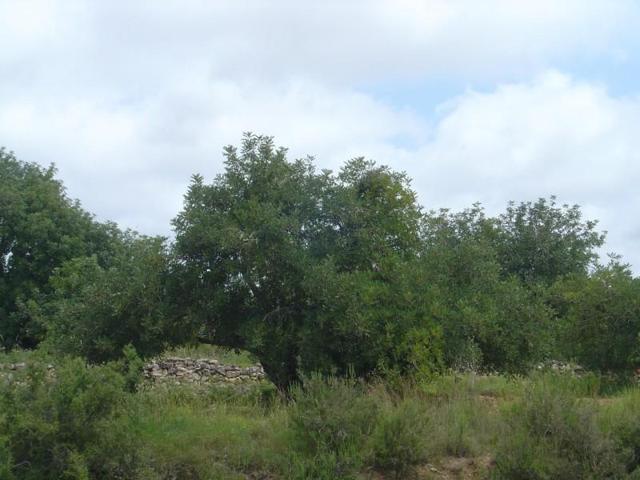 Terreno en venta en Altafulla, Altafulla -Urb. brisas del Mar photo 0