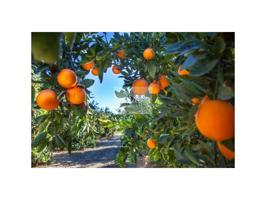 Terreno en venta en Ulea photo 0