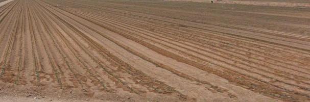 Terreno en venta en Aspe, Aspe photo 0