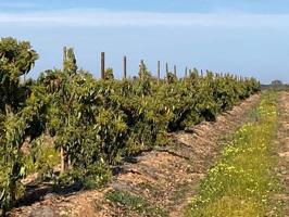 Terreno en venta en Torrent, Urbanizaciones photo 0