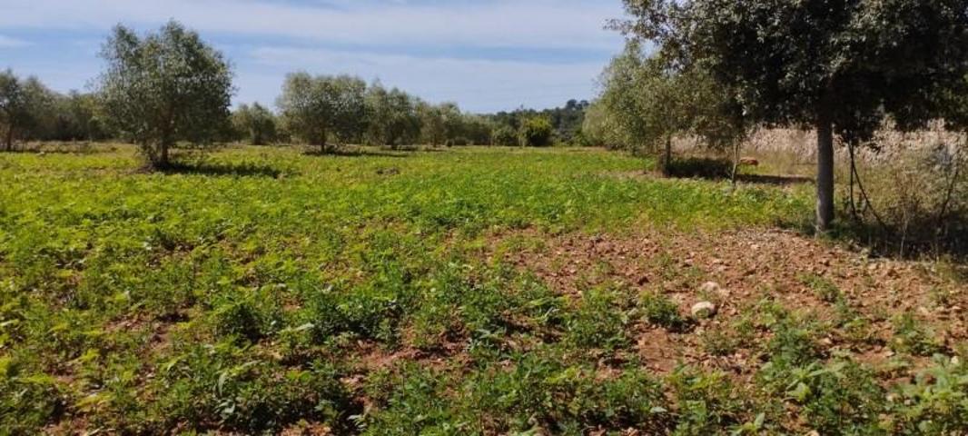 Terreno en venta en Manacor, Manacor photo 0