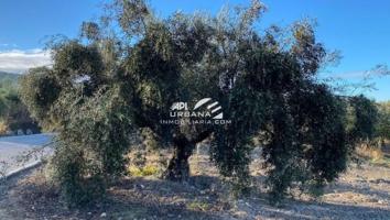 Terreno en venta en Lucena, -, 14900 photo 0