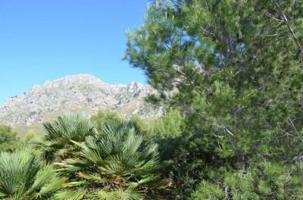 Terreno en venta en Artà photo 0