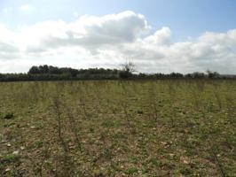 Terreno en venta en Manacor, Manacor photo 0