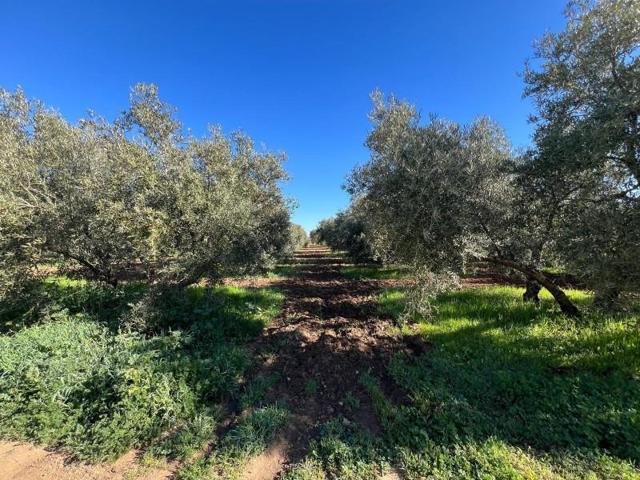 Casa con terreno en venta en Antequera, Polígono - Alrededores - Pedanías photo 0
