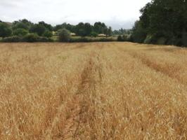 Terreno en venta en Felanitx, Felanitx photo 0