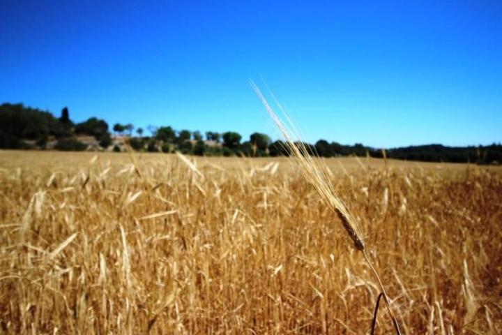 Terreno en venta en Porreres, Porreres photo 0