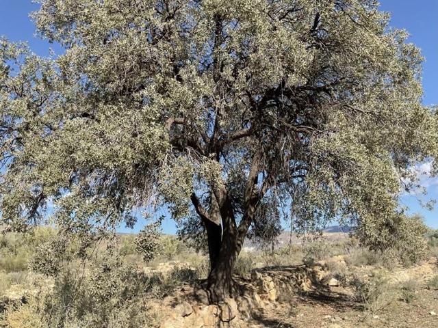 Terreno en venta en Almócita, South of spain photo 0