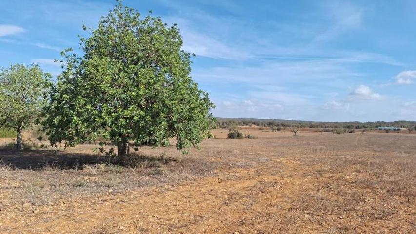 Terreno en venta en Ses Salines, Polígono 6 Parcela 96, 96, 07640 photo 0
