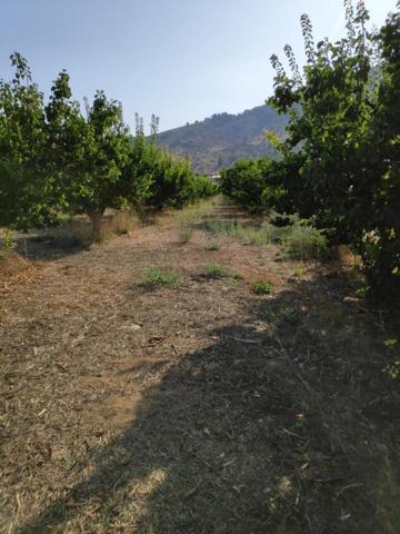 Terreno en venta en Cehegín photo 0