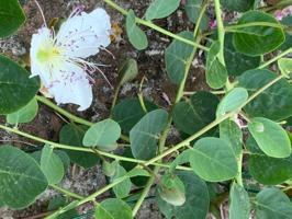 Casa con terreno en venta en Banyalbufar, Banyalbufar photo 0