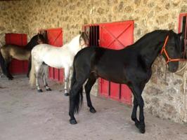 Chalet en venta en Murcia, Murcia photo 0