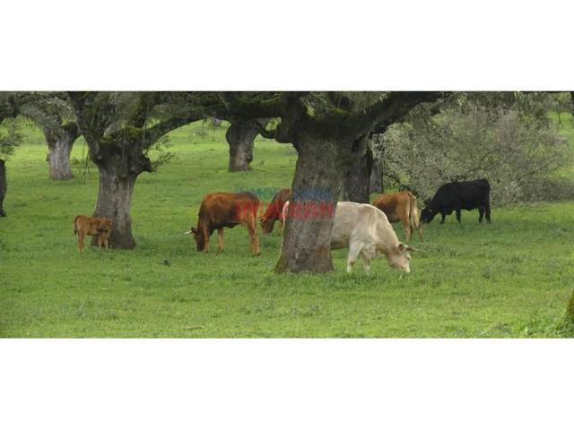 Chalet en venta en Alía photo 0