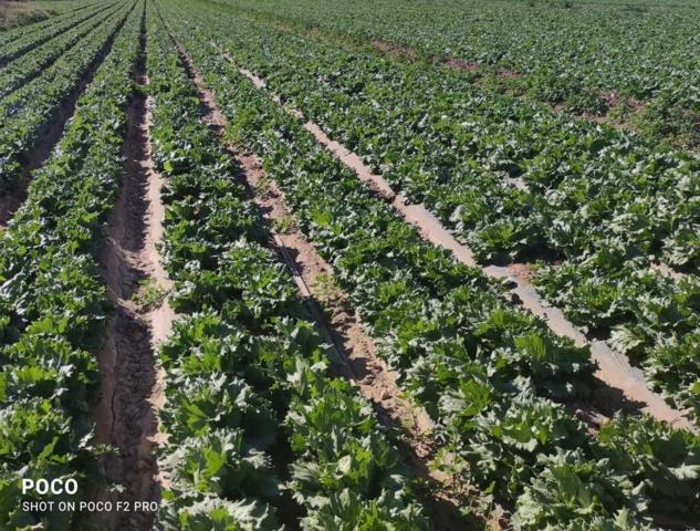 Terreno en venta en Lorca, Torre del Obispo photo 0