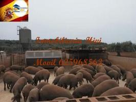 Edificio en venta en Almendral photo 0