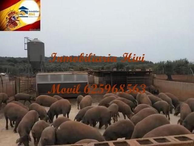 Edificio en venta en Almendral photo 0