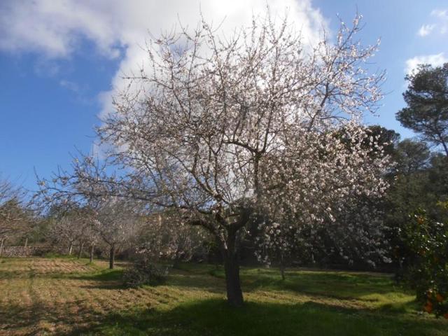 Terreno en venta en Felanitx, SHorta - Cas Concos des Cavaller photo 0