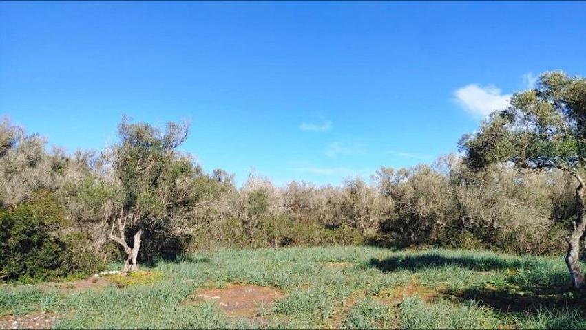 Terreno en venta en Felanitx, Son mesquida photo 0