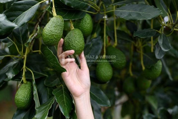 Terreno en venta en Algarrobo photo 0