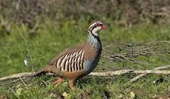 Chalet en venta en Albacete, Albacete photo 0