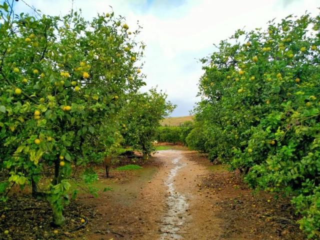Terreno en venta en Marratxí, Sa Cabaneta photo 0