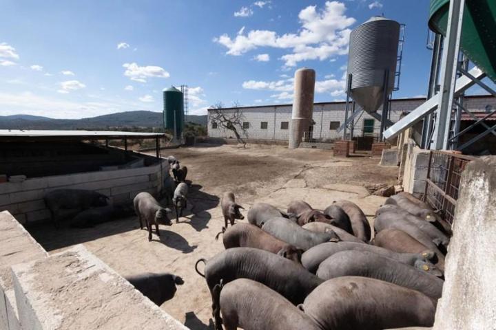 Chalet en venta en Cañaveral de León, Canaveral De Leon photo 0