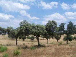 Terreno en venta en Alcántara, ALCANTARA photo 0