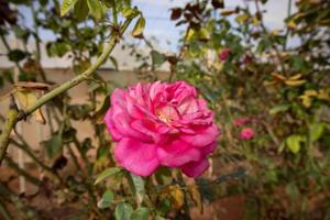 Casa con terreno en venta en Pájara, Pajara photo 0