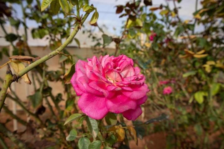 Casa con terreno en venta en Pájara, Pajara photo 0