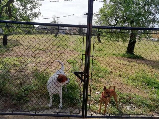 Terreno en venta en Consell, Consell photo 0