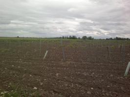 Terreno en venta en Alcázar de San Juan, Carretera de Tomelloso photo 0