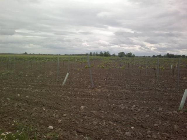 Terreno en venta en Alcázar de San Juan, Carretera de Tomelloso photo 0