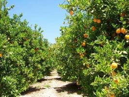 Chalet en venta en Alcalá de Guadaira, photo 0