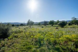 Terreno en venta en Mallorca, Secar de la Real photo 0