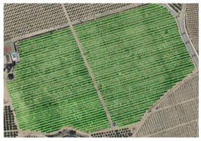 Chalet en venta en Benferri, Benferri photo 0