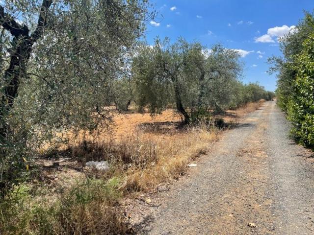 Terreno en venta en Arahal, Arahal photo 0