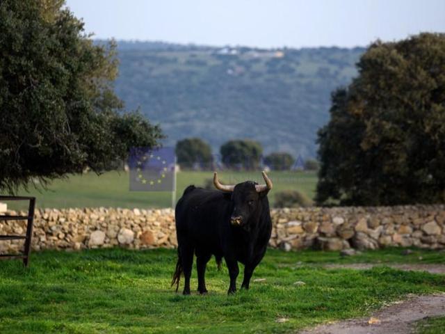 Chalet en venta en Coria photo 0