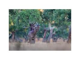 Chalet en venta en Guadalupe photo 0