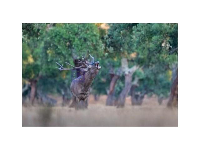 Chalet en venta en Guadalupe photo 0