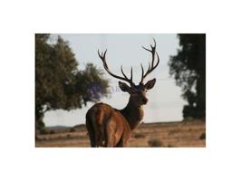 Chalet en venta en Trujillo photo 0