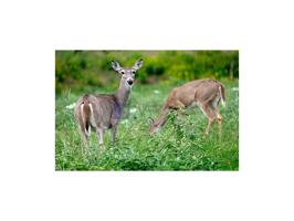 Chalet en venta en Trujillo photo 0