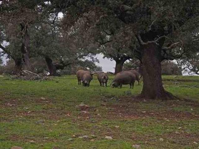 Chalet en venta en Huelva, photo 0