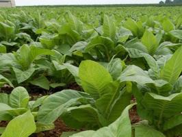 Chalet en venta en Badajoz, photo 0