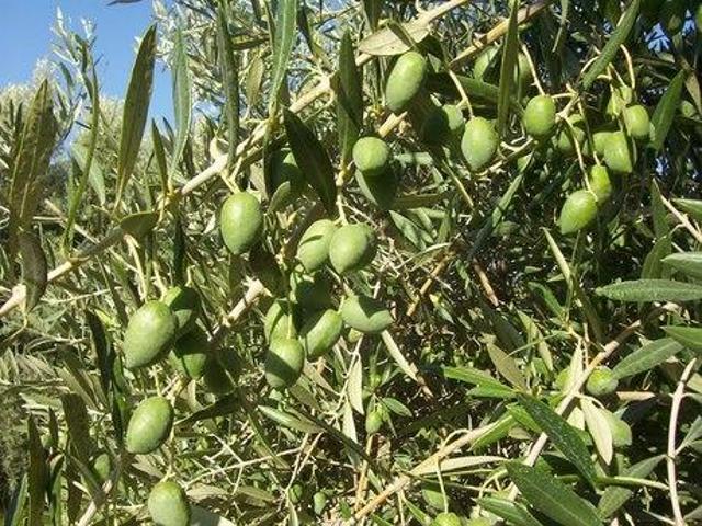 Chalet en venta en Morón de la Frontera, Villa photo 0